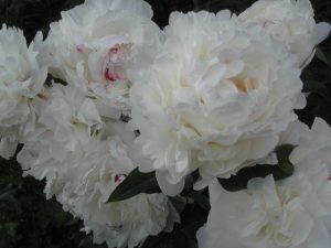 IMG_2558